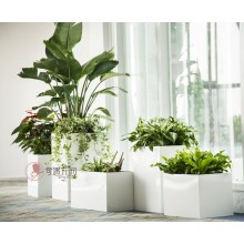 專注室內(nèi)綠植服務(wù)8年，綠植租賃，免費(fèi)養(yǎng)護(hù)，一站式商務(wù)空間